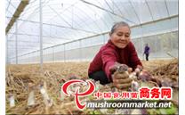 江西：周岭林场林下食用菌产业助力林业转型发展 带动群众增收致富