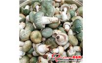 这种“绿豆菌”雨天多见，至今无法人工培育，您见过吗？
