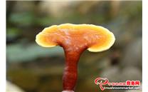 灵芝最有营养价值的是哪个部位？
