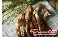 菌菇中的荔枝——鲜嫩可口鸡枞菌