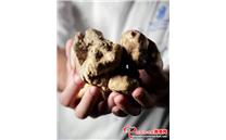 世界上最昂贵的食用菌之一，堪称价比钻石——白松露