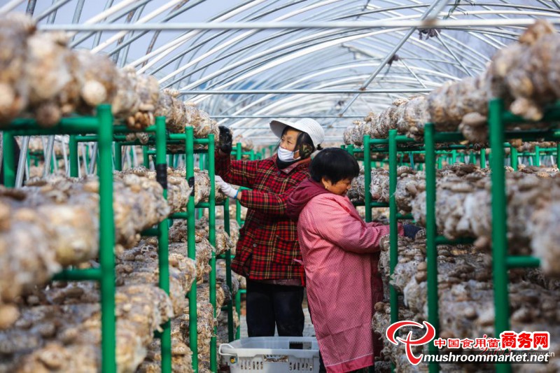 河南省光山县：小花菇成为致富大产业