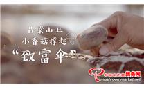 山西省交口县：企业带动产业发展 小香菇撑起菇农“致富伞”