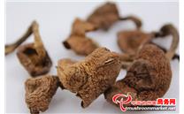 天麻的孪生兄弟——蜜环菌