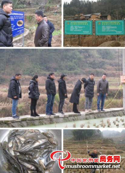 浙江省丽水市农业农村局副局长王永伟副带队考察省、市食用菌产业项目实施情况