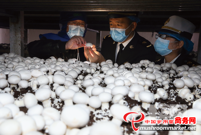 江苏省连云港市海关助力小蘑菇迈向国际