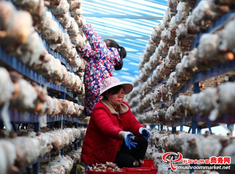 广西融安县：“微田园”香菇大棚内，脱贫群众正在采摘香菇