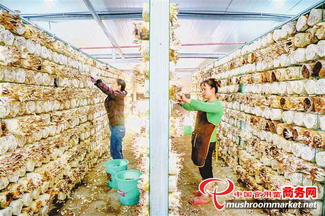 重庆市永川区：以产业集聚人才 打造一流的食用菌生产基地