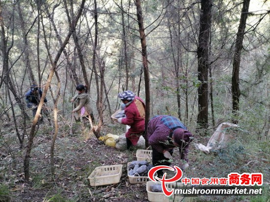 四川省梓潼县：引导群众种植林下羊肚菌 探索“靠山吃山”致富路