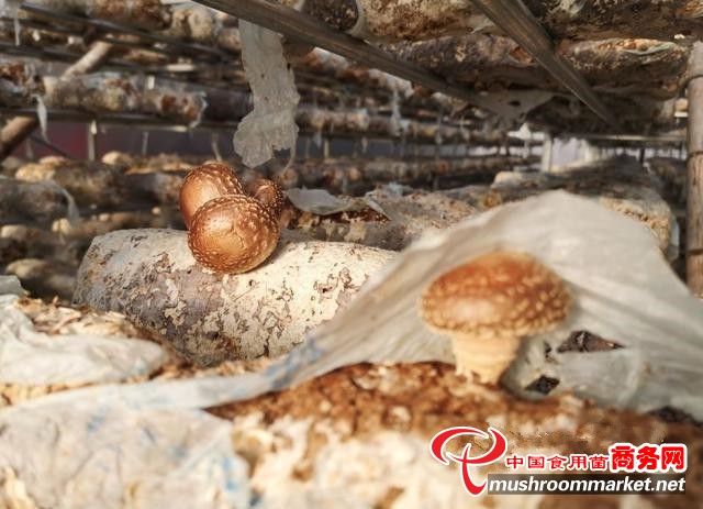 贵州省从江县：小蘑菇成为当地脱贫“顶梁柱”