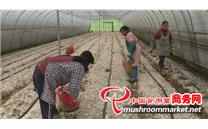 贵州省普定县：100亩羊肚菌正待出菇 菇农实现家门口就业