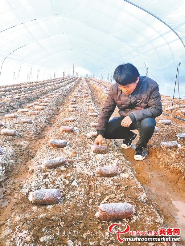 河南省确山县：小小羊肚菌 叩开致富门