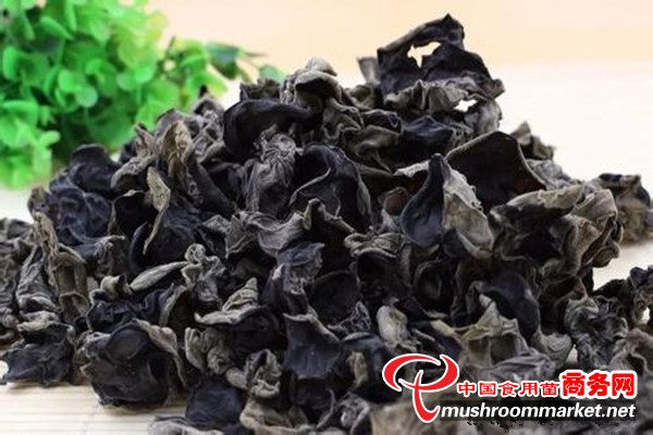 湖北省房县：盛产黑木耳 品质优良