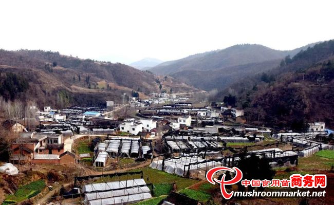 河南省淅川县：引导贫困群众积极发展香菇产业 撑起“致富伞”