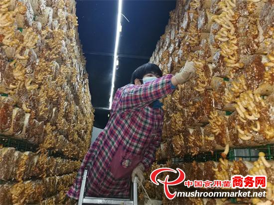 辽宁省朝阳市联合镇“工厂化滑子菇生产及食用菌深加工”项目基地首次出菇