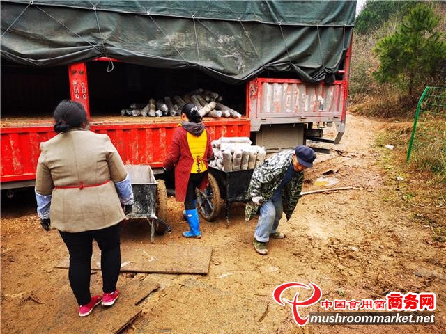 贵州省铜仁市：香菇菌棒上架忙 群众增收好保障