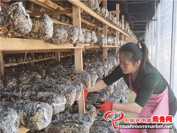 福建省永泰县：小小香菇撑起“致富伞” 带动贫困户走上脱贫致富路
