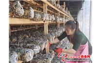 福建省永泰县：小小香菇撑起“致富伞” 带动贫困户走上脱贫致富路
