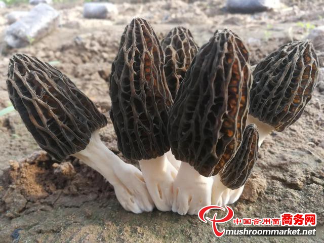 陕西省周至县：羊肚菌产业引领乡村振兴路