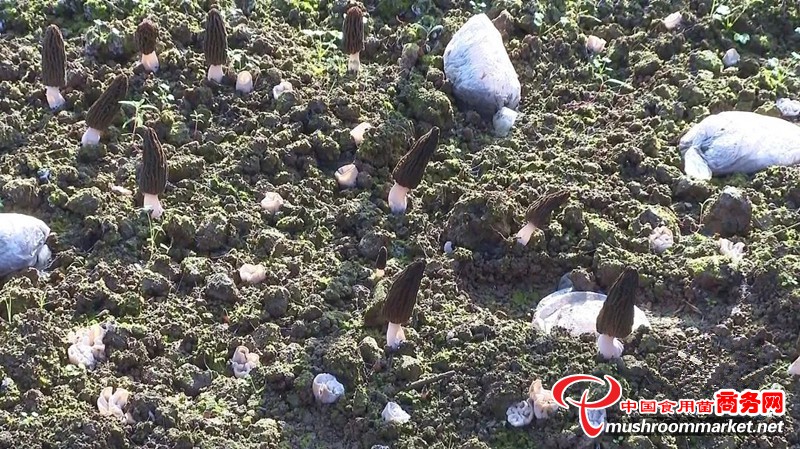 云南省峨山县：形成羊肚菌产业链 助推乡村振兴