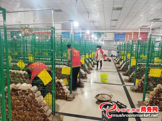 江西省瑞昌市黄金乡北山村新时代文明实践志愿服务队走进秀珍菇产业基地帮忙采收