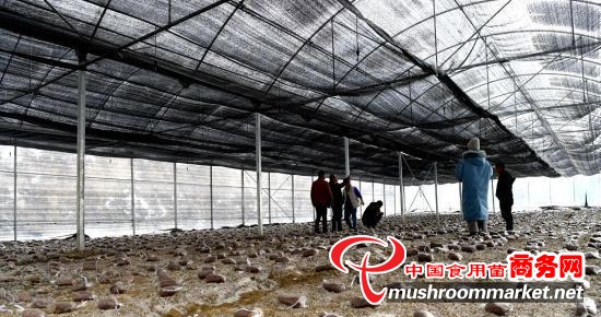 四川省汶川县：建成羊肚菌种植大棚 获得可喜收益