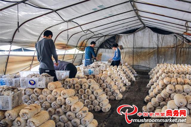 湖南省蓝山县：食用菌喜获丰收 助农增收