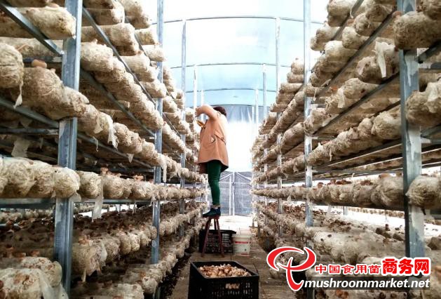 贵州省岑巩县：完善利益联结机制 带动农户参与食用菌产业发展