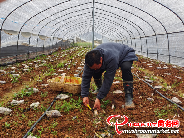 湖北省兴山县村民回乡种植羊肚菌 成为致富带头人