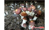 云南省华坪县：引进种植姬松茸 终获成功