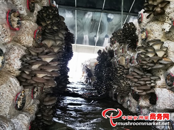 贵州省石阡县：10万棒平菇日采收量达3000斤