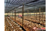 云南省华宁县：家门口种植羊肚菌 为失地农民找到致富路