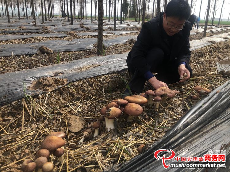 河南省宝丰县赵官营林下种植赤松茸 长势喜人