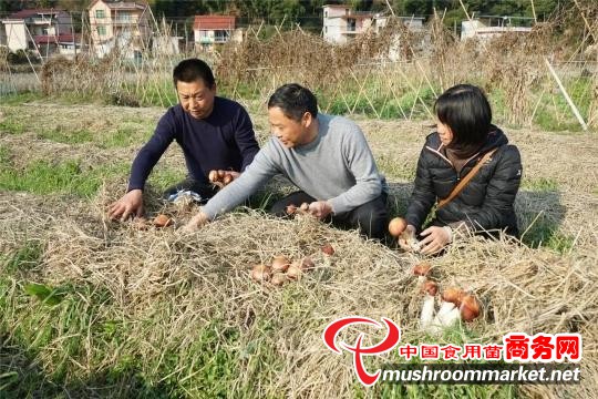 福建省浦城县：种植大球盖菇矢志脱贫 丰收遇滞销寻求渠道帮忙