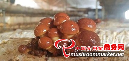 用小菌菇圆起脱贫致富梦——记全国脱贫攻坚先进个人王登云