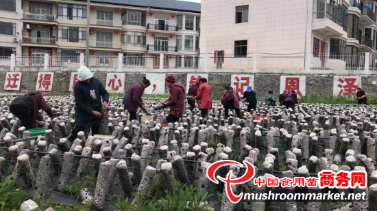 江西省彭泽县：扶贫黑木耳 走出致富路