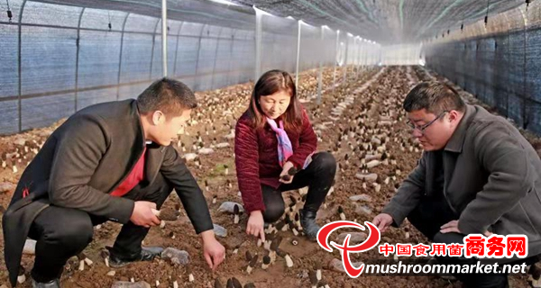 返乡合伙创业种菇 这三位80后的“菌”临天下梦超励志！