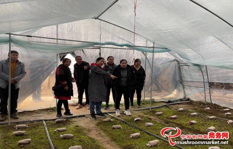 河南省南阳市龙王沟景区大力推广羊肚菌种植技术 种出好“钱”景