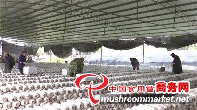 重庆市涪陵区铜矿山村平菇喜获丰收