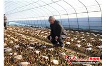 河南省方城县：发展食用菌产业 助推乡村振兴