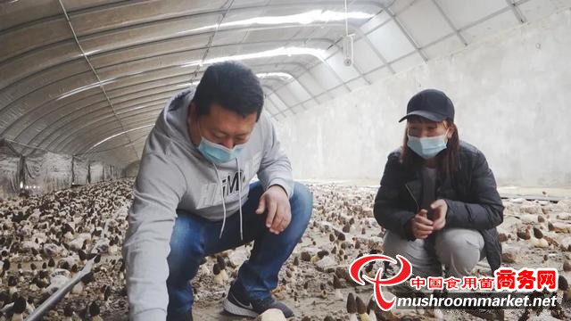 新疆墨玉县：开拓新型增收产业 试种羊肚菌喜获成功