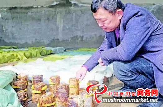 酒泉昊沃生态农业科技有限公司总经理秦志军：温室培育桑黄菌 奏响乡村振兴曲