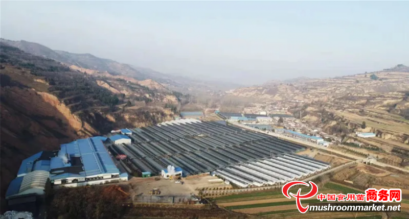 河南灵宝昌盛食用菌有限责任公司：助推乡村振兴，龙头示范引领提档增速