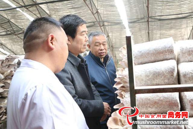 河南省新乡市农科院食用菌研究所选育的28个食用菌新品种申请国家品种权保护