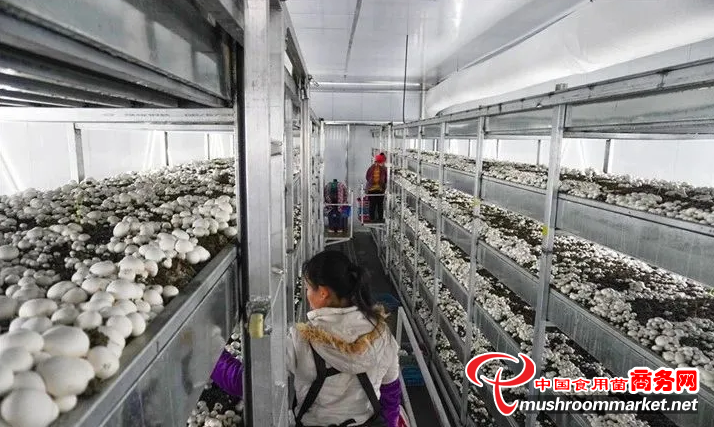 贵州剑河县​首家半自动工厂化基地喜迎双孢菇、姬松茸丰收期