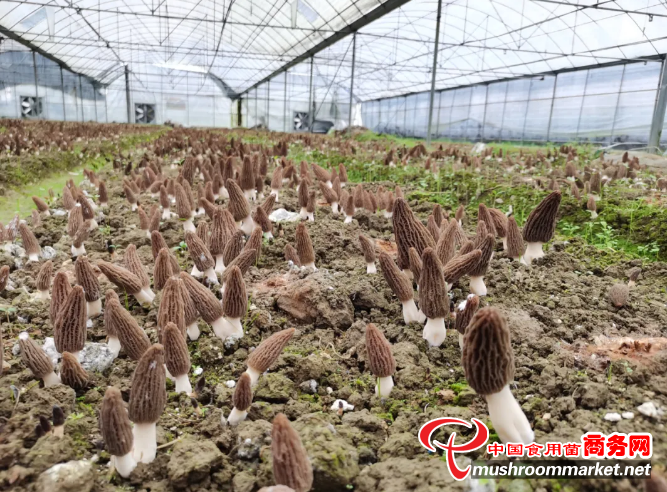 贵州德江县：菌菇“四有” 春收喜人