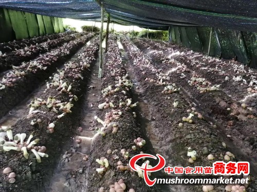 江西省鹰潭市：红托竹荪长势喜人 菇农丰收在望