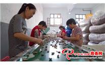 ​湖北省随县：全力推动香菇产业做大做强