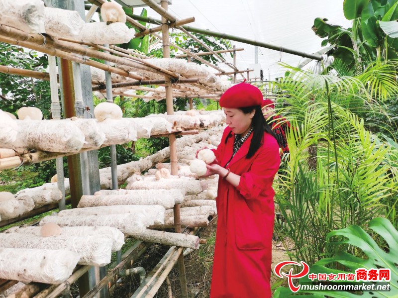 山东省齐河县：大棚猴头菇远销北上广