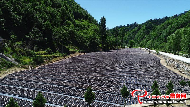 2021年第五届柞水木耳文化节在商洛市柞水县小岭镇金米村盛大开幕